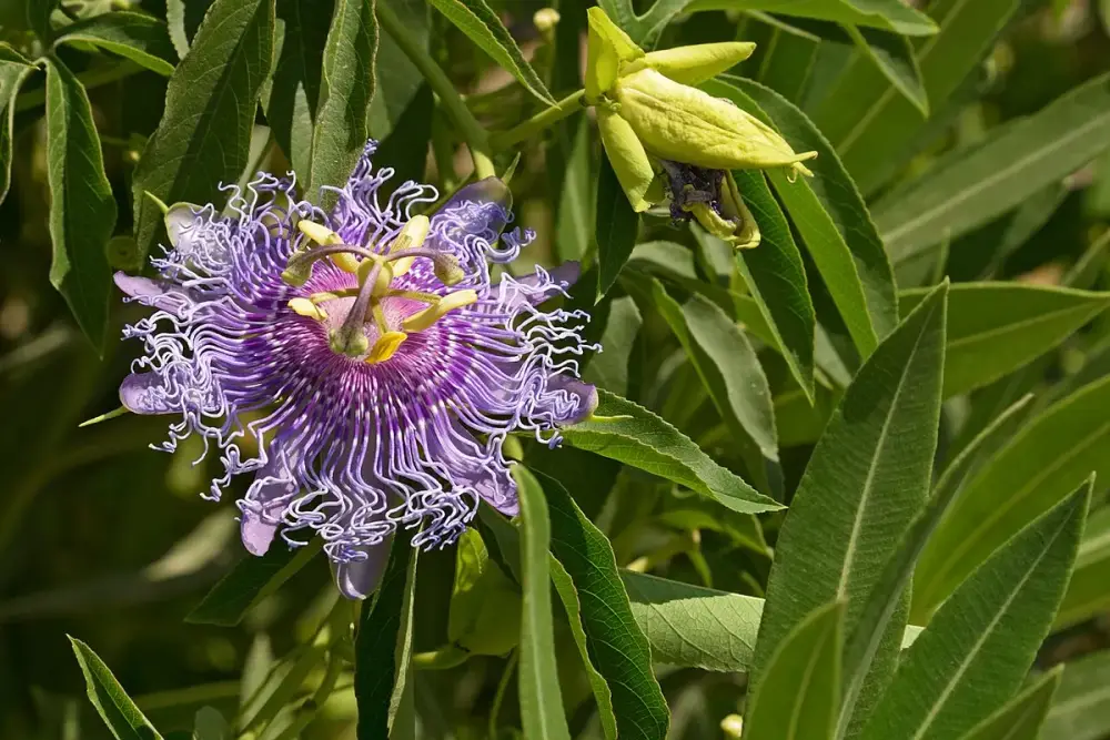 Xícara de chá esverdeado ao lado de ramos secos de passiflora sobre uma mesa de madeira