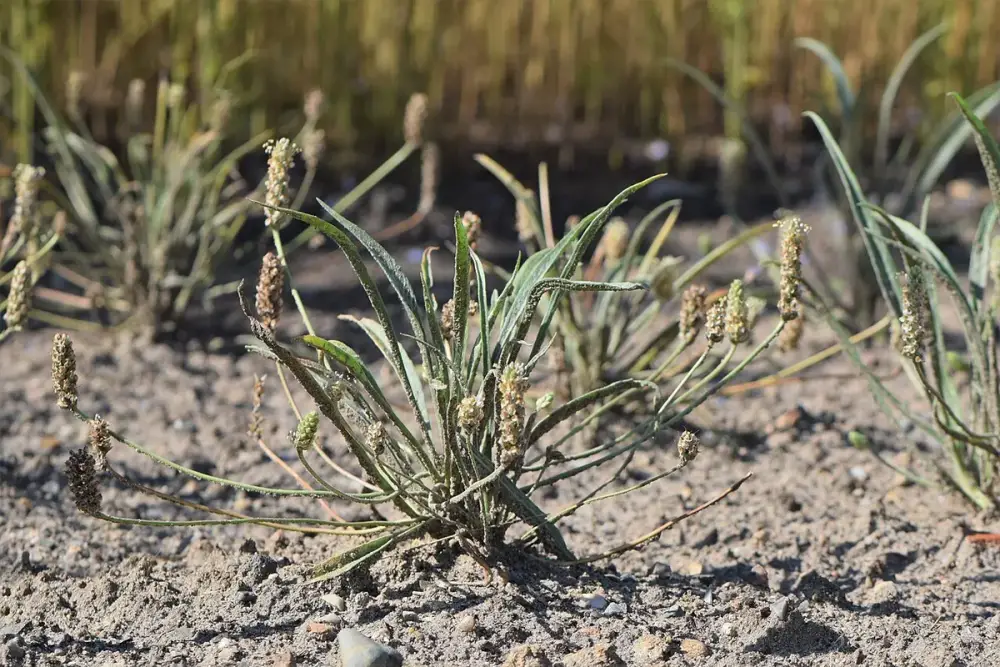 Prato saudável com verduras ao lado de um copo de água com psyllium