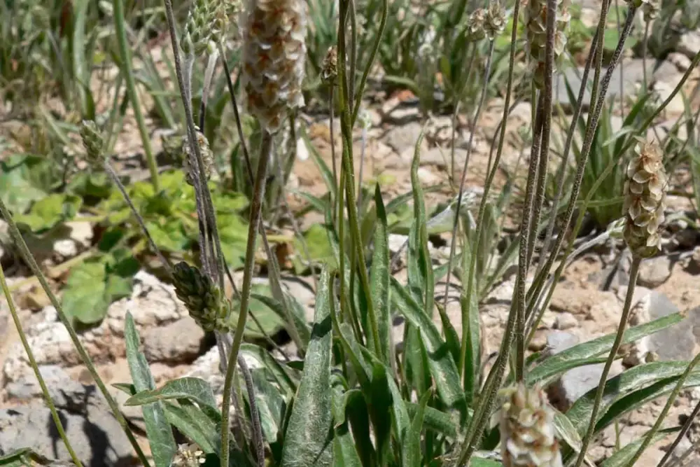 Casca de psyllium em pó numa colher ao lado de um copo grande de água
