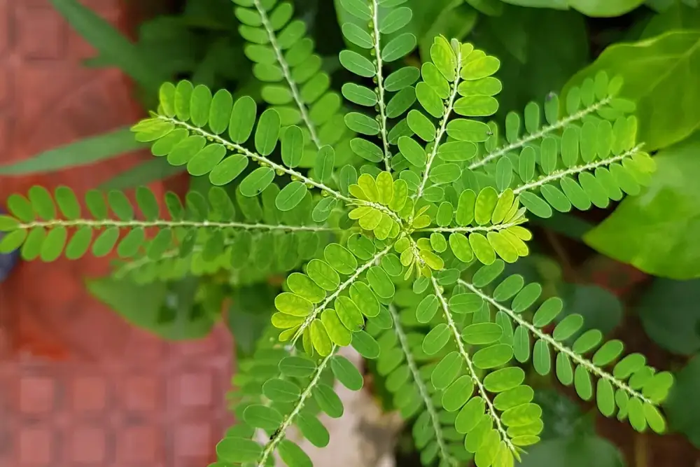 Planta de quebra-pedra crescendo entre pedras de calçada, com folhinhas pequenas em fileira