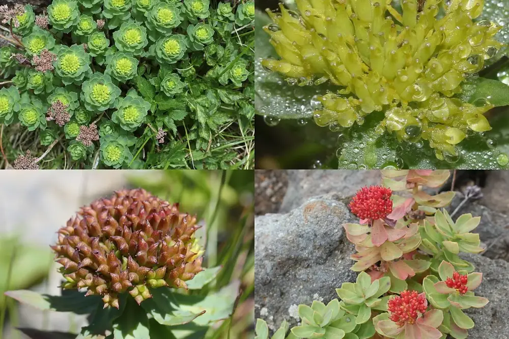 Planta de rhodiola com folhas carnudas e flores amarelas entre pedras de montanha