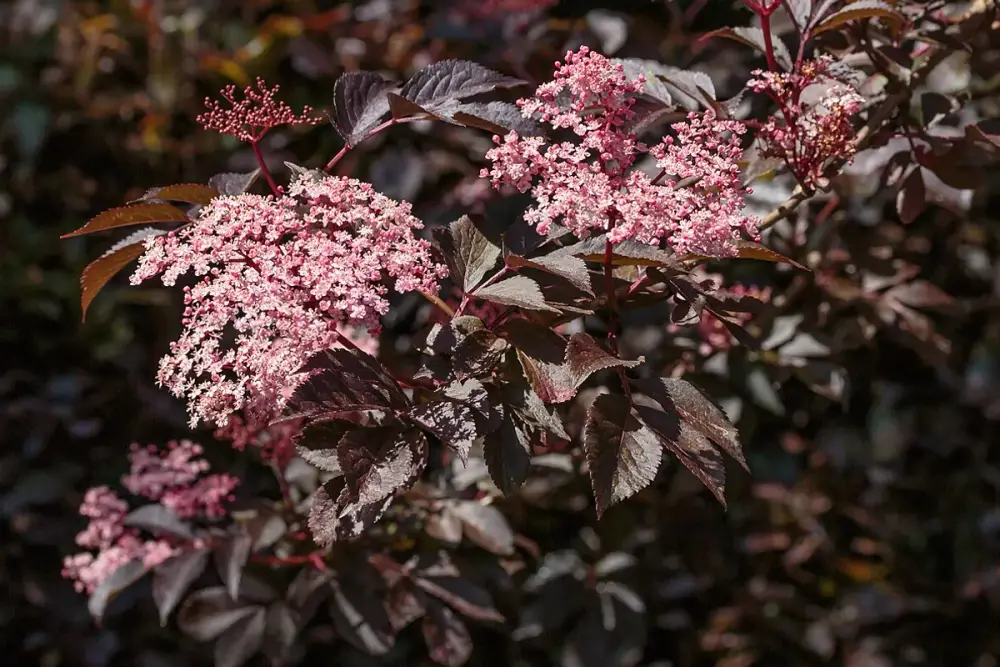 Cachos de pequenas flores brancas de sabugueiro em um galho
