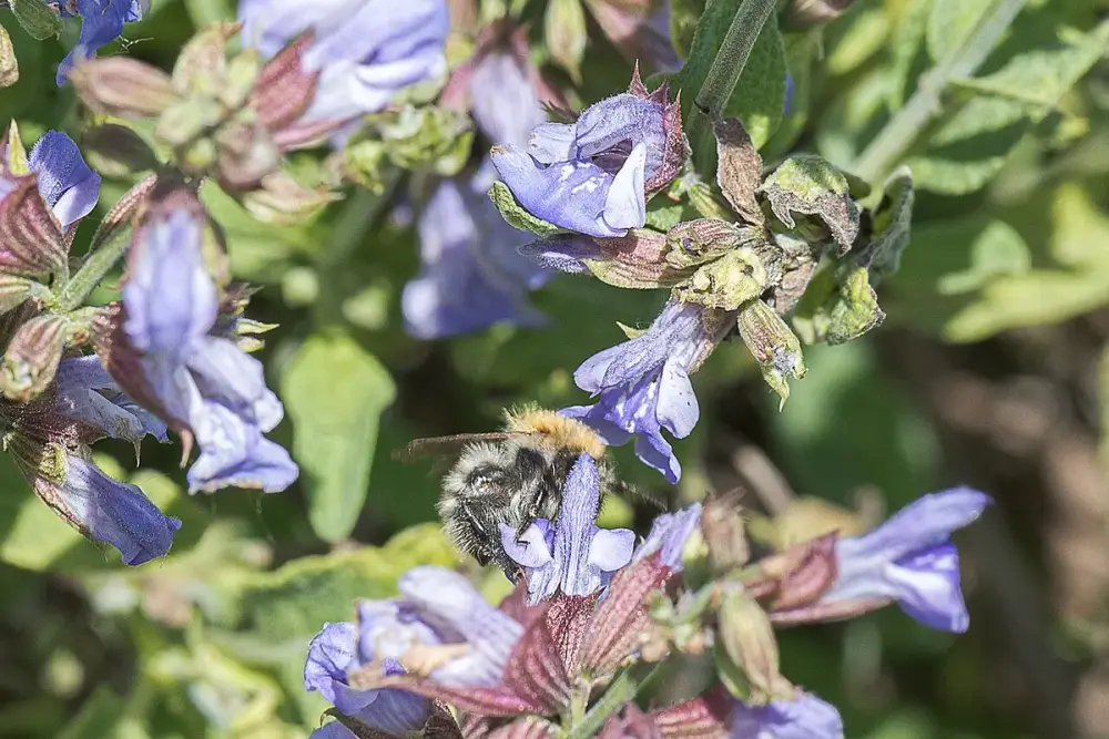 Ramo de sálvia com folhas aveludadas verde-acinzentadas ao lado de uma xícara de infusão