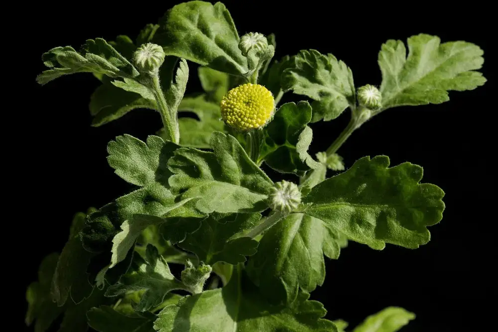 Pequenas flores brancas de miolo amarelo do tanaceto em um canteiro