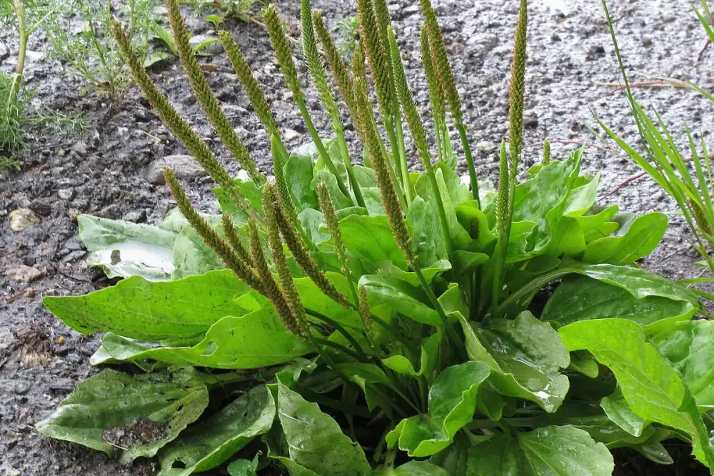 Roseta de folhas largas de tanchagem com espigas finas no centro