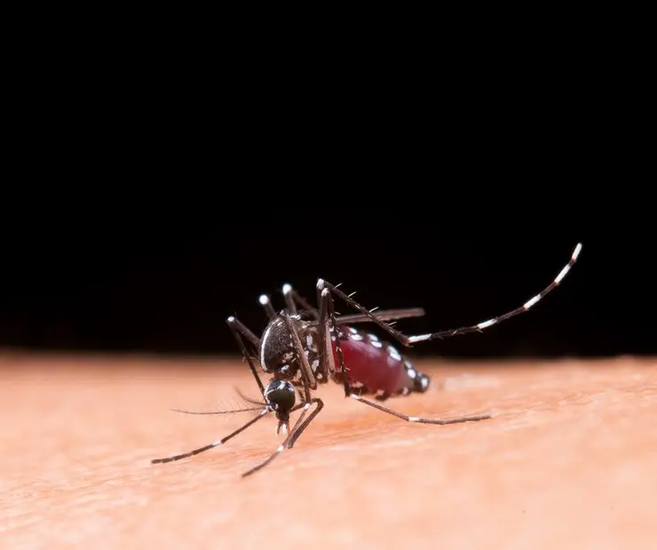 Mosquito Aedes aegypti pousado sobre a pele